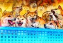 Dogecoin gains Paxos support in push for broader institutional adoption